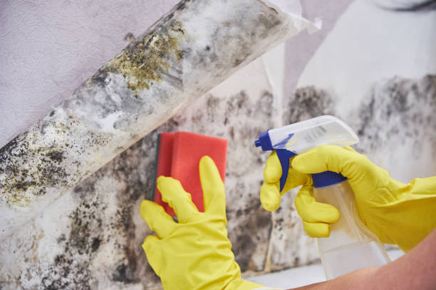 Best Mold Removal for HVAC Installations  in USA